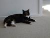 Huskat Mille