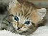 Maine Coon lykkekatte Olivia [ Himmelkat]
