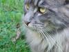 Maine Coon Coco the Killer