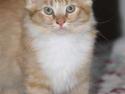 Blanding af racer Mitho's Aslan