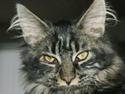 Maine Coon Fede Dorit