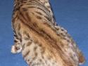 Bengal Leeloo