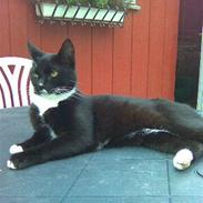 Huskat Findus, RIP min skat.