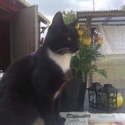 Huskat Findus, RIP min skat.