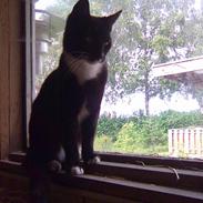 Huskat Findus, RIP min skat.