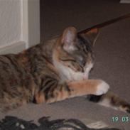 Blanding af racer Mille