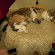 Blanding af racer Mille