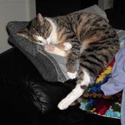 Blanding af racer Mille