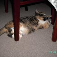 Blanding af racer Mille