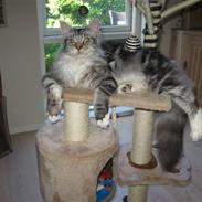 Maine Coon DK Abby Coon's Balterzar