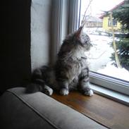 Maine Coon DK Abby Coon's Balterzar