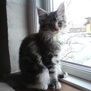 Maine Coon DK Abby Coon's Balterzar