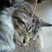 Maine Coon DK Abby Coon's Balterzar