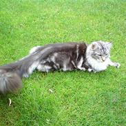 Maine Coon DK Abby Coon's Balterzar