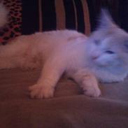 Blanding af racer Baloo