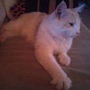 Blanding af racer Baloo