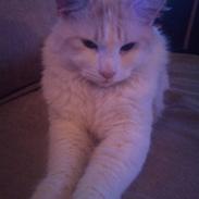 Blanding af racer Baloo