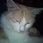 Blanding af racer Baloo