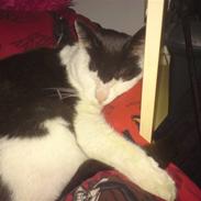 Huskat Pjevs 'Musse'