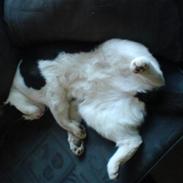 Huskat Pjevs 'Musse'