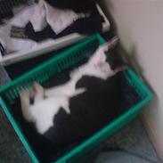 Huskat Pjevs 'Musse'