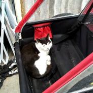 Huskat Pjevs 'Musse'