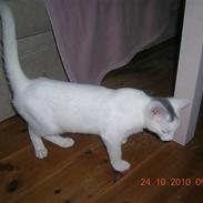 Blanding af racer Miss Beauty