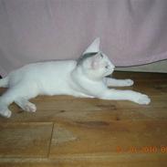 Blanding af racer Miss Beauty