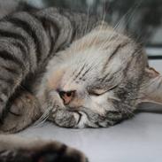 Blanding af racer Mille