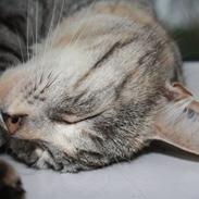 Blanding af racer Mille