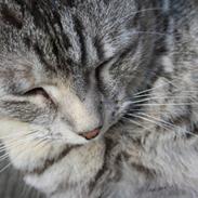 Blanding af racer Mille