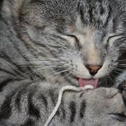 Blanding af racer Mille