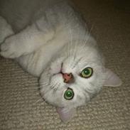 British Shorthair Bakus/Billie