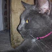 Blanding af racer Tulle *Solgt*