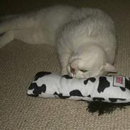 British Shorthair Bakus/Billie