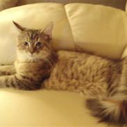 Maine Coon Silke