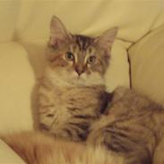 Maine Coon Silke