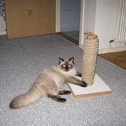 Ragdoll Chiko