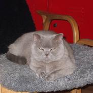 British Shorthair Mads