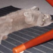 British Shorthair Mads