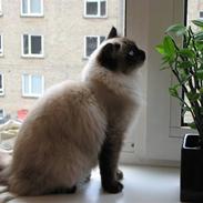 Hellig Birma Lima