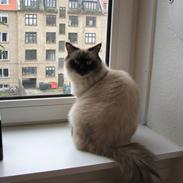 Hellig Birma Lima