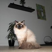 Hellig Birma Lima