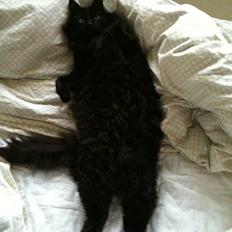 Blanding af racer Garfield