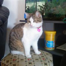 Blanding af racer Bellis