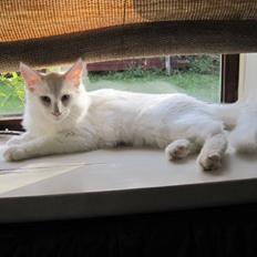 Norsk Skovkat SandersonCats Union Jack