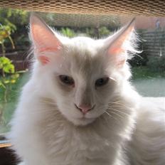 Norsk Skovkat SandersonCats Union Jack