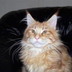 Maine Coon Dk. CaemsoCoon's Buddy Ho