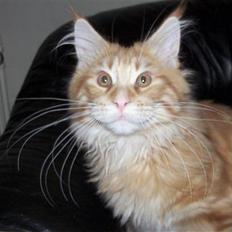 Maine Coon Dk. CaemsoCoon's Buddy Ho