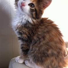 Maine Coon Molly